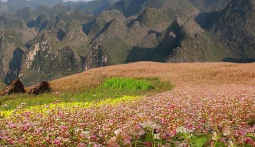 Về Hà Giang, Ngắm Những Cánh Đồng Hoa Tam Giác Mạch Đẹp Lịm Tim