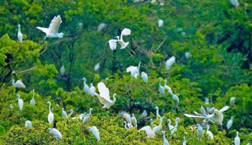 Vườn Cò Hải Lựu – Điểm Đến Bình Yên Đến Lạ Của Vĩnh Phúc