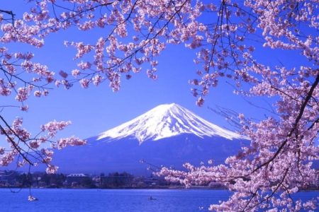NGẮM HOA ANH ĐÀO NHẬT BẢN 2027: TOKYO – NÚI PHÚ SĨ – NAGOYA – KYOTO – OSAKA (VNA)