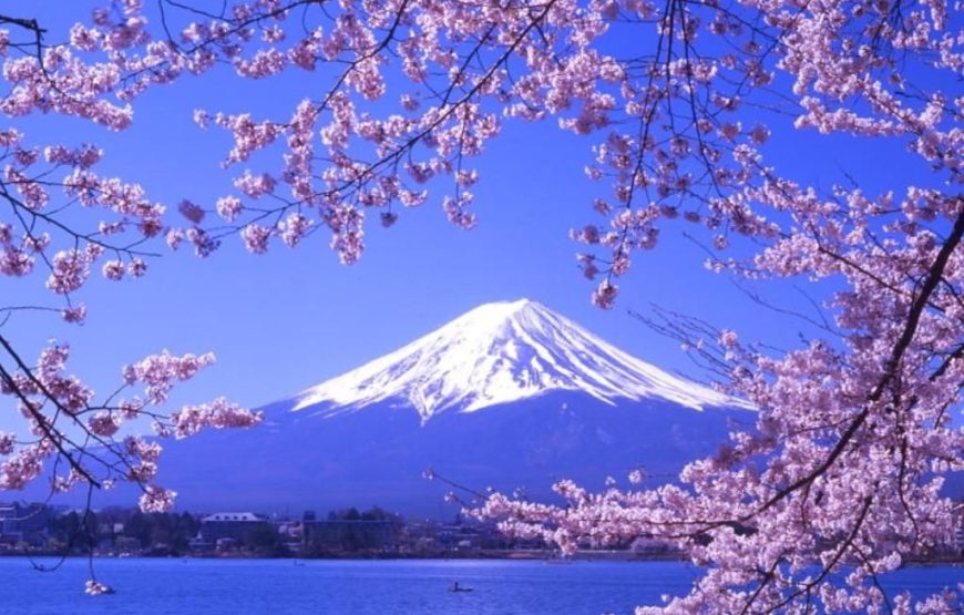 NGẮM HOA ANH ĐÀO NHẬT BẢN 2027: TOKYO – NÚI PHÚ SĨ – NAGOYA – KYOTO – OSAKA (VNA)