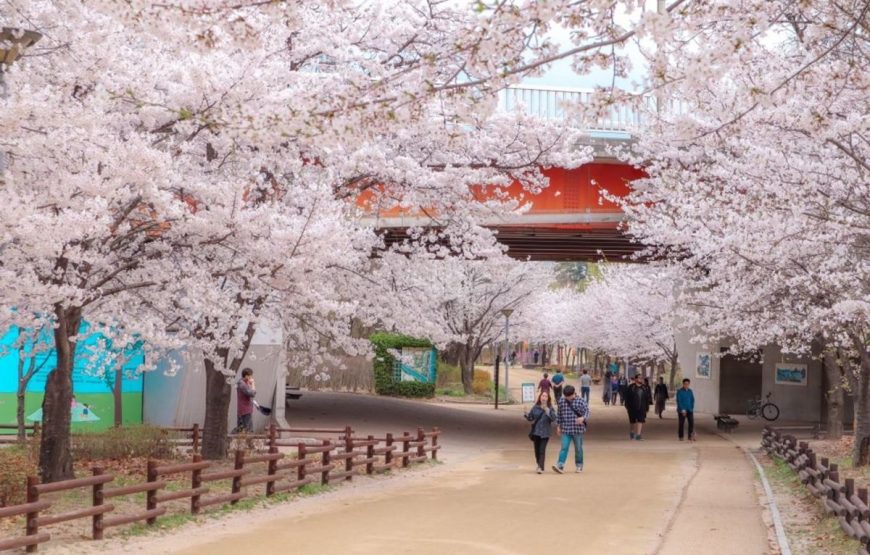 Tết Dương lịch: BUSAN – TÀU VEN BIỂN– SEOUL – NAMI– TRƯỢT TUYẾT – HÁI DÂU