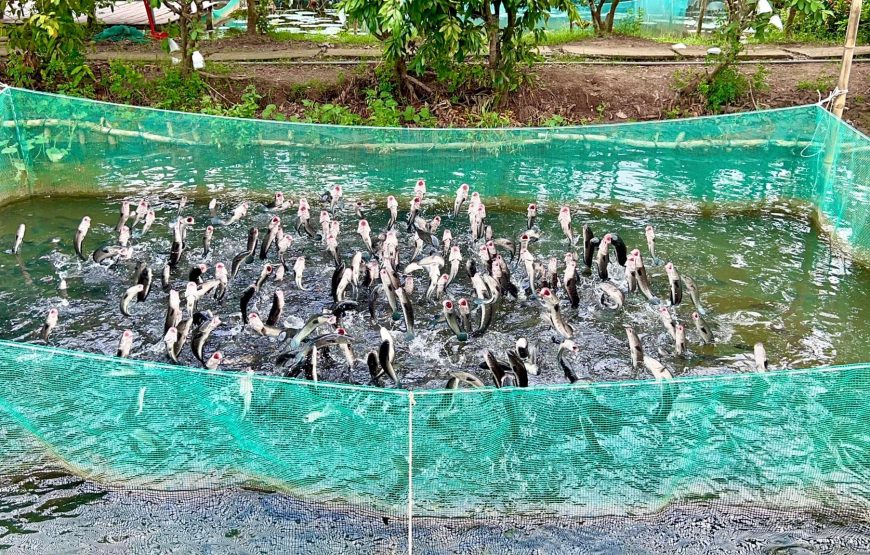TOUR: CẦN THƠ – SÓC TRĂNG – CÔN ĐẢO (Quý 3/2026)